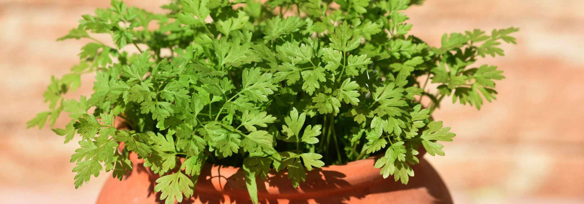 Growing chervil in pots