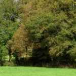 How to create a bocage hedge?