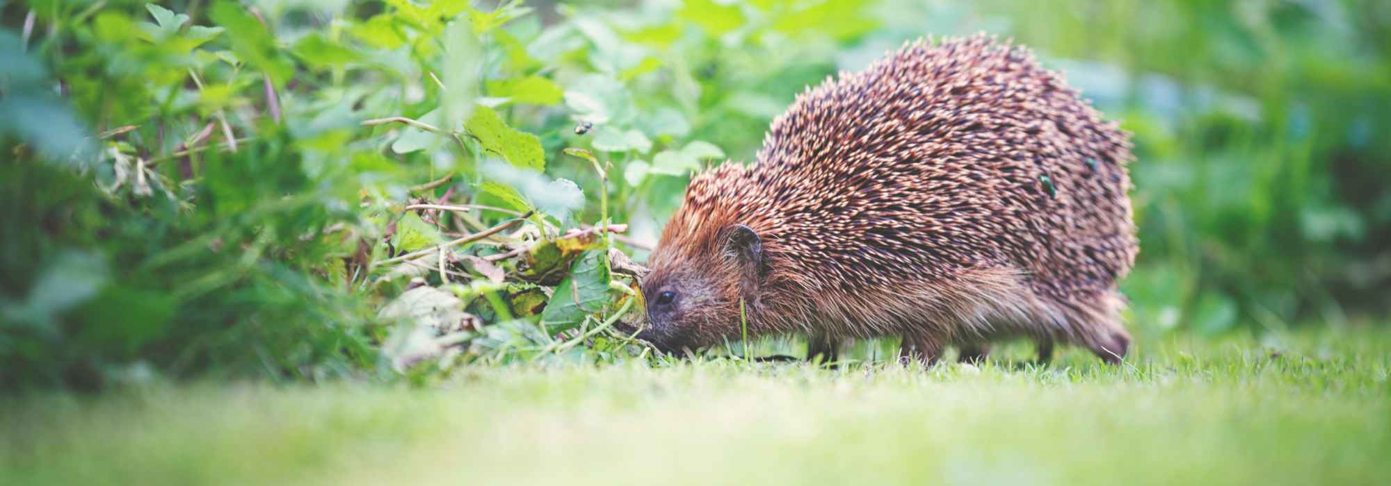 How to tell if a hedgehog lives in your garden?