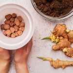 Planting ginger: how to grow ginger easily
