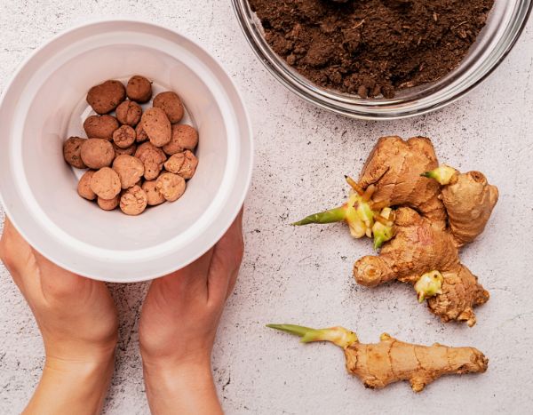 Planting ginger: how to grow ginger easily