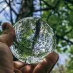 Dendrology: what is it?