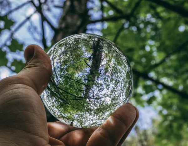 Dendrology: what is it?