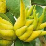 Growing Buddha's hand citrus