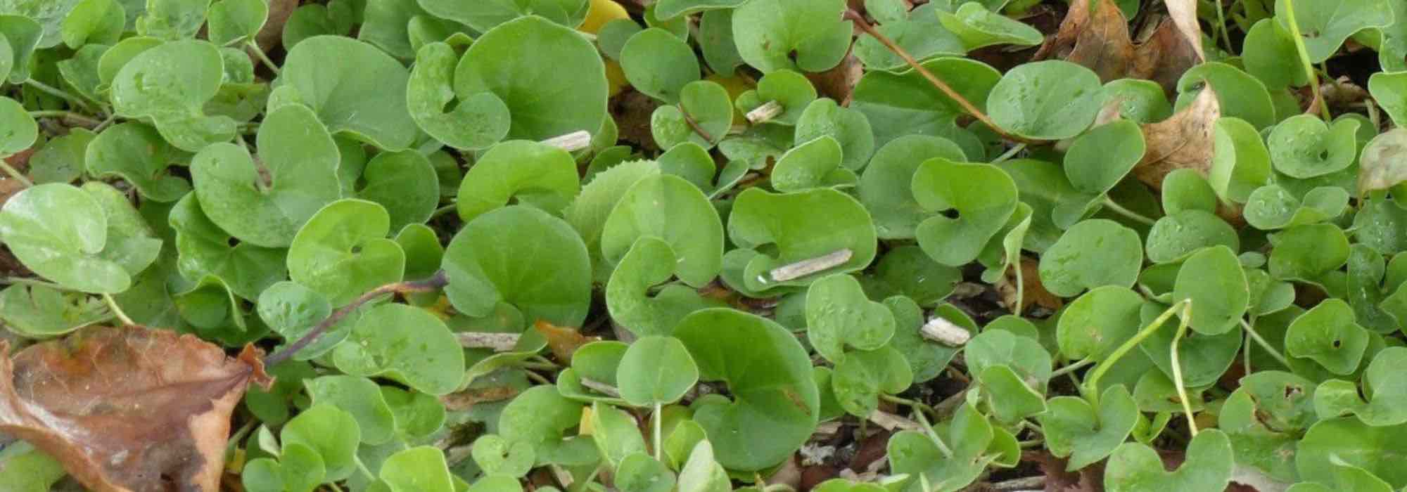 Alternative to lawn: planting creeping dichondra