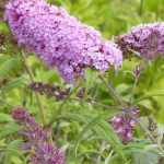 5 cold and drought-resistant hedge shrubs