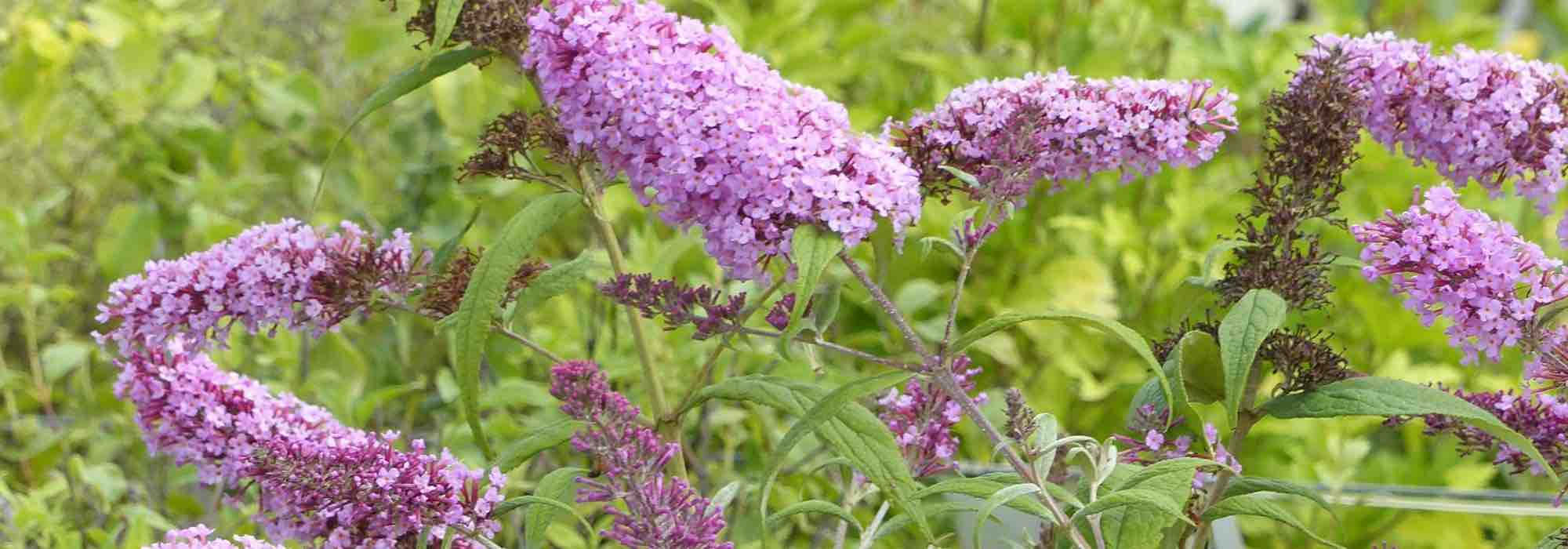 5 cold and drought-resistant hedge shrubs