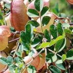 7 bushes that withstand cold and drought