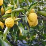 Growing citron trees