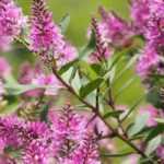 How to grow Hebe in pots?