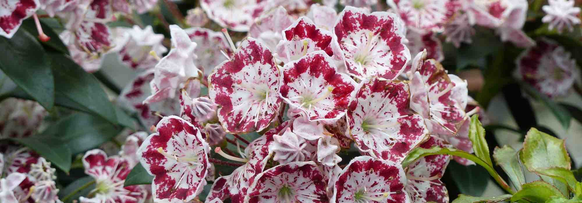 Pairing ideas with Kalmia