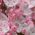 Kalmia: succeeding in pot cultivation