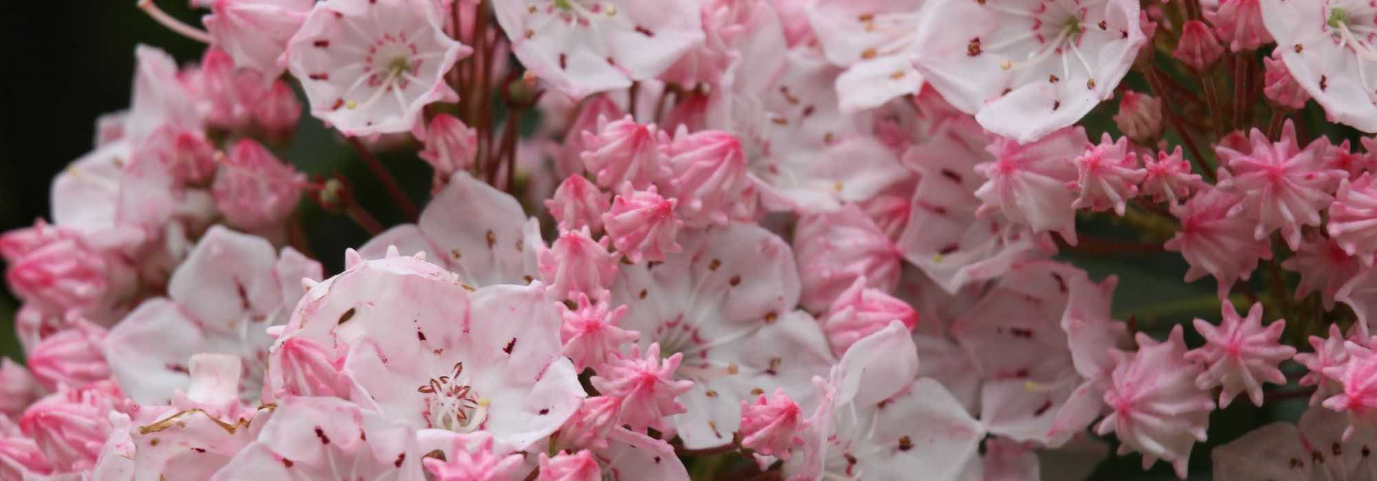 Kalmia: succeeding in pot cultivation