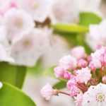 Kalmia: the most beautiful varieties