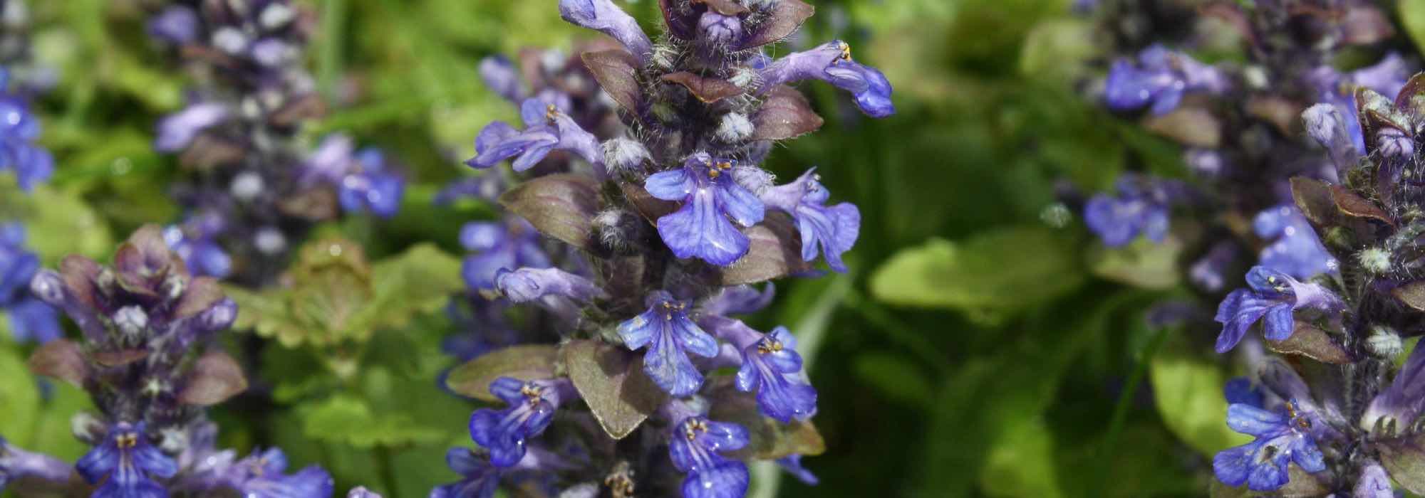 9 easy perennials for beginners