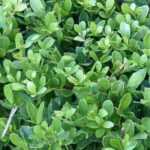 5 hollies to plant in pots