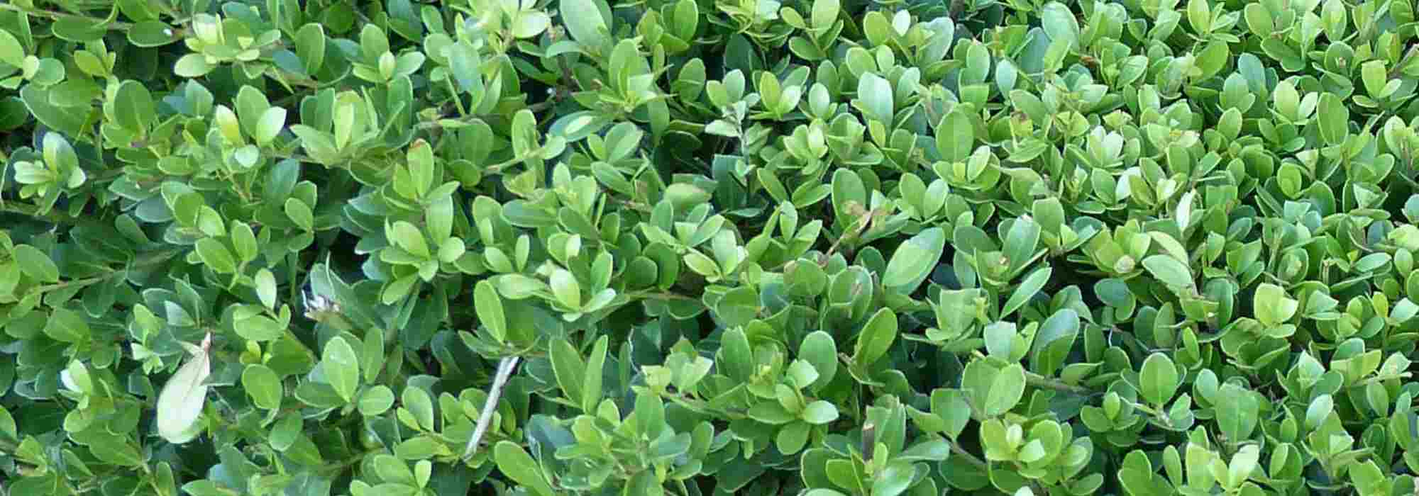 5 hollies to plant in pots