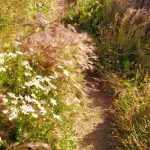 Designing a trendy "laisser-faire" garden