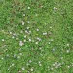 Alternative to lawn: how to plant Lippia nodiflora?
