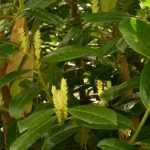 Diseases and Pests of the Palm Laurel or Cherry Laurel