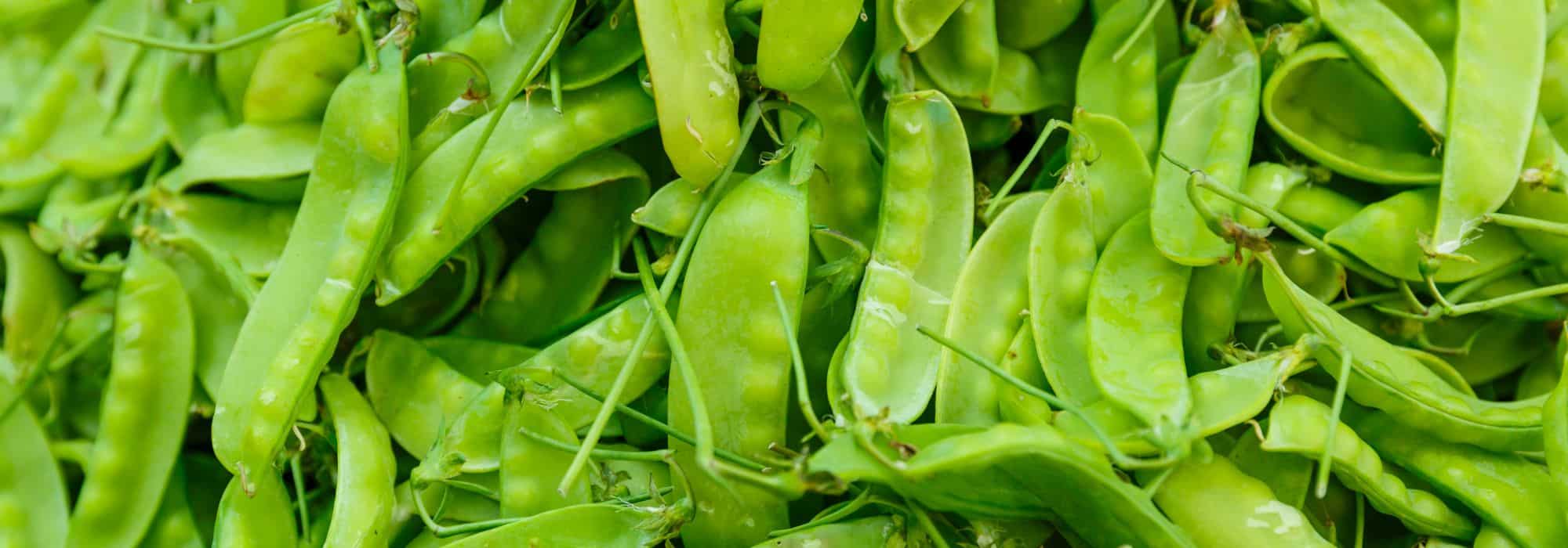 Growing sugar snap peas or snow peas