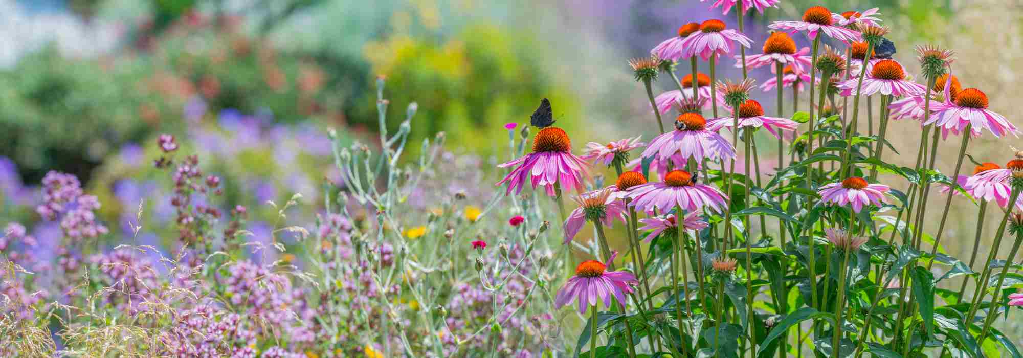 How to rewild your garden?