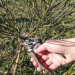 How to prune broom?