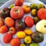 20 tomatoes put to the test: our top 5!