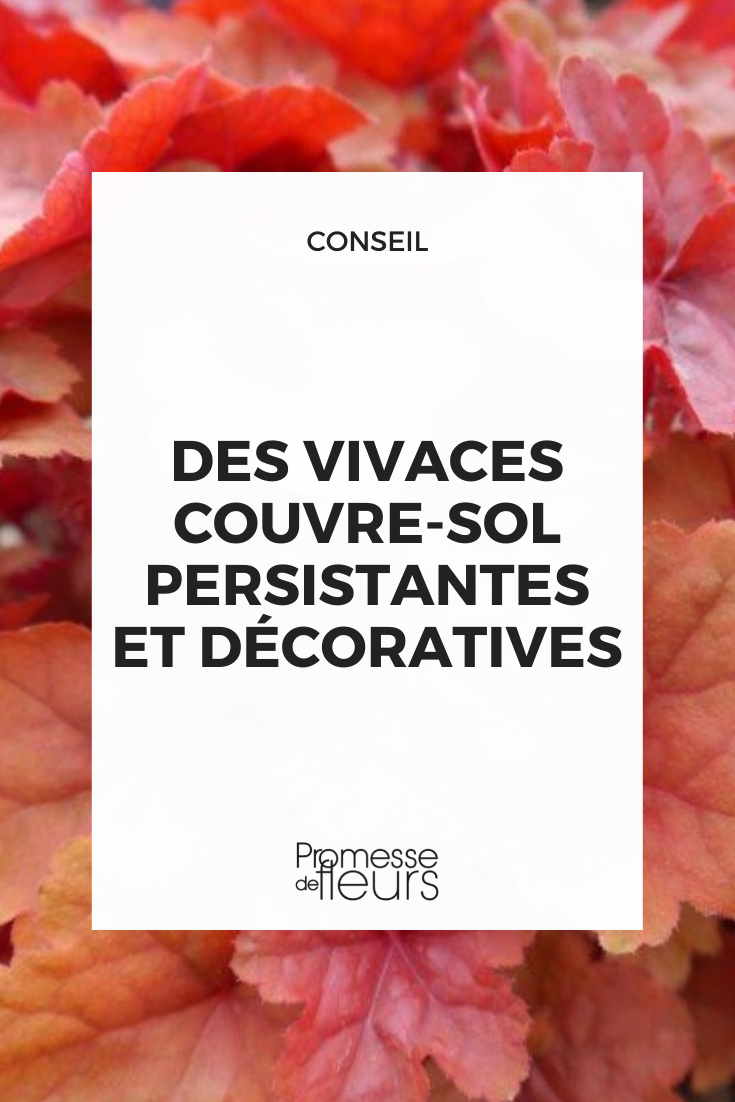 evergreen perennial ground cover plants, both decorative and ornamental.