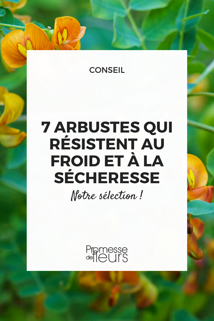 7 bushes that resist cold and drought Colutea arborescens