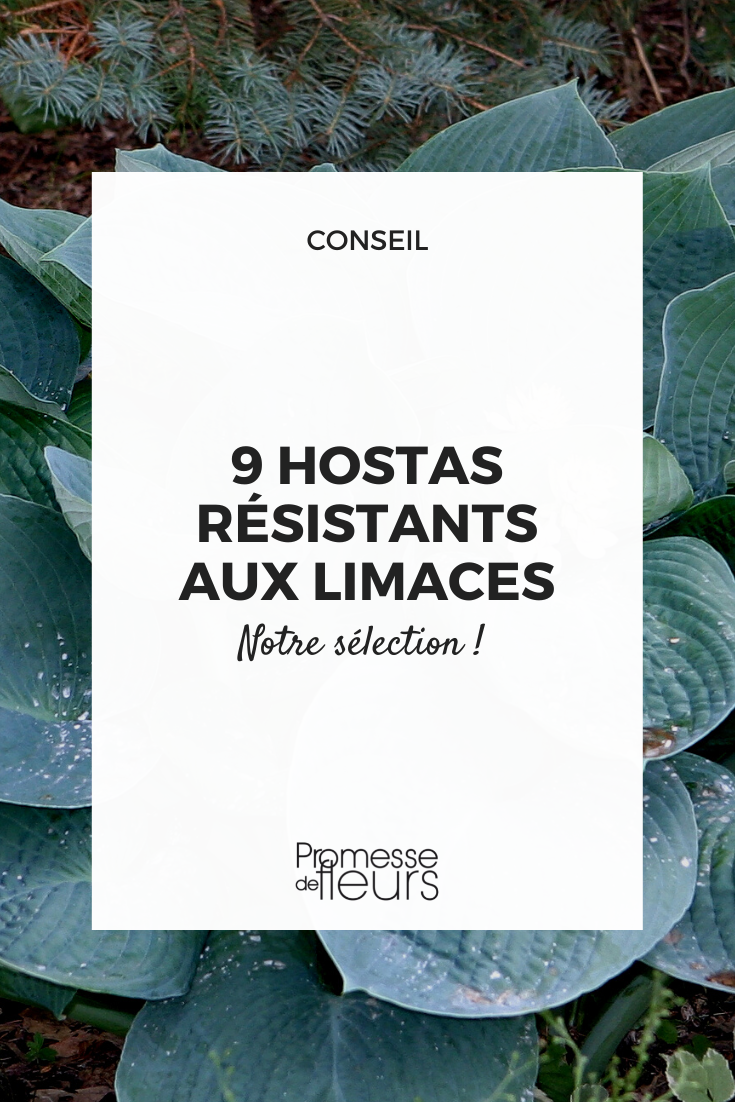 Selection of Hostas that are more resistant to gastropods