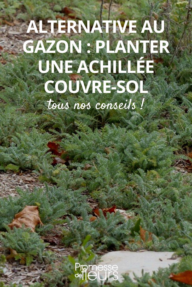 Alternative to lawn: plant a Ground Cover Yarrow. Achillea crithmifolia