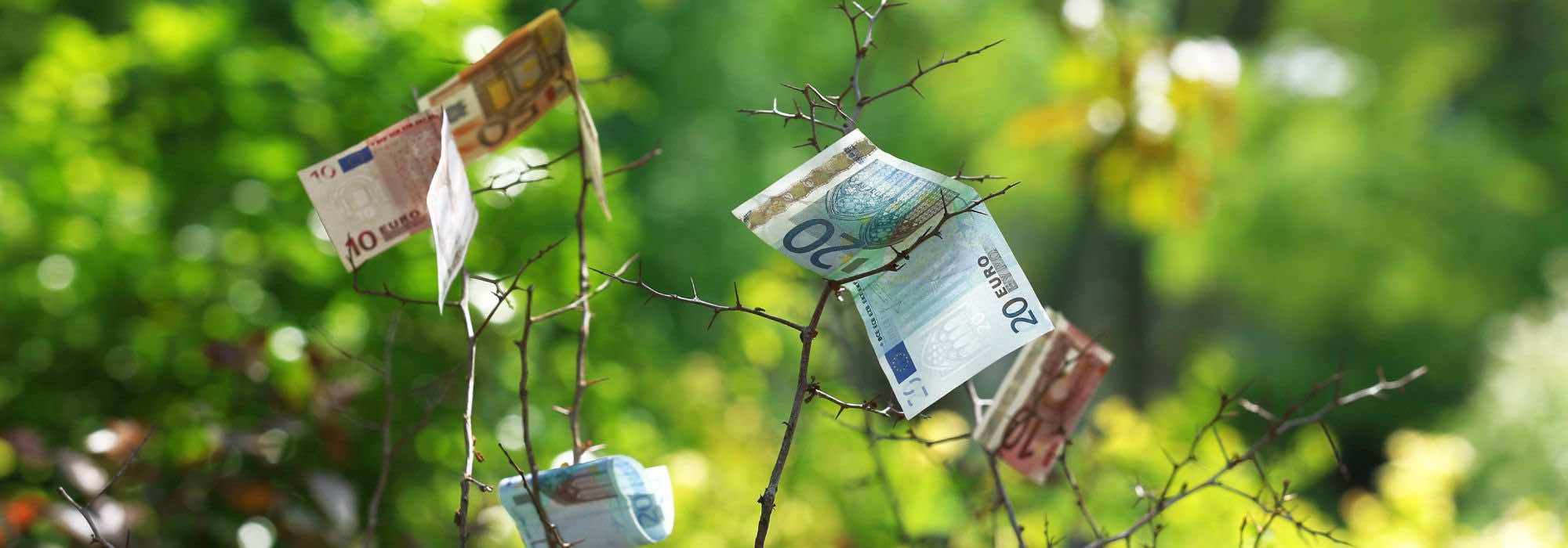 Creating a garden on a budget