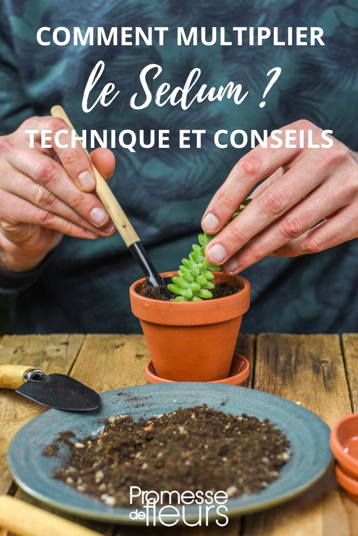 [plant id="sedum"]

The Sedum can be propagated by division, cuttings, or seeds. Division is the simplest method: separate the clumps in spring or autumn and replant them. For cuttings, take stem cuttings in spring or summer, let them dry for a few days, then plant them in a well-draining soil mix. Finally, seeds can be sown in spring or autumn in a seed tray filled with a mix of compost and sand. Keep the tray moist and place it in a warm, bright location.