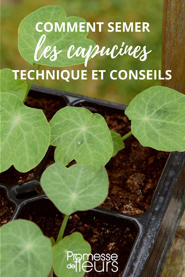 Sowing Nasturtiums