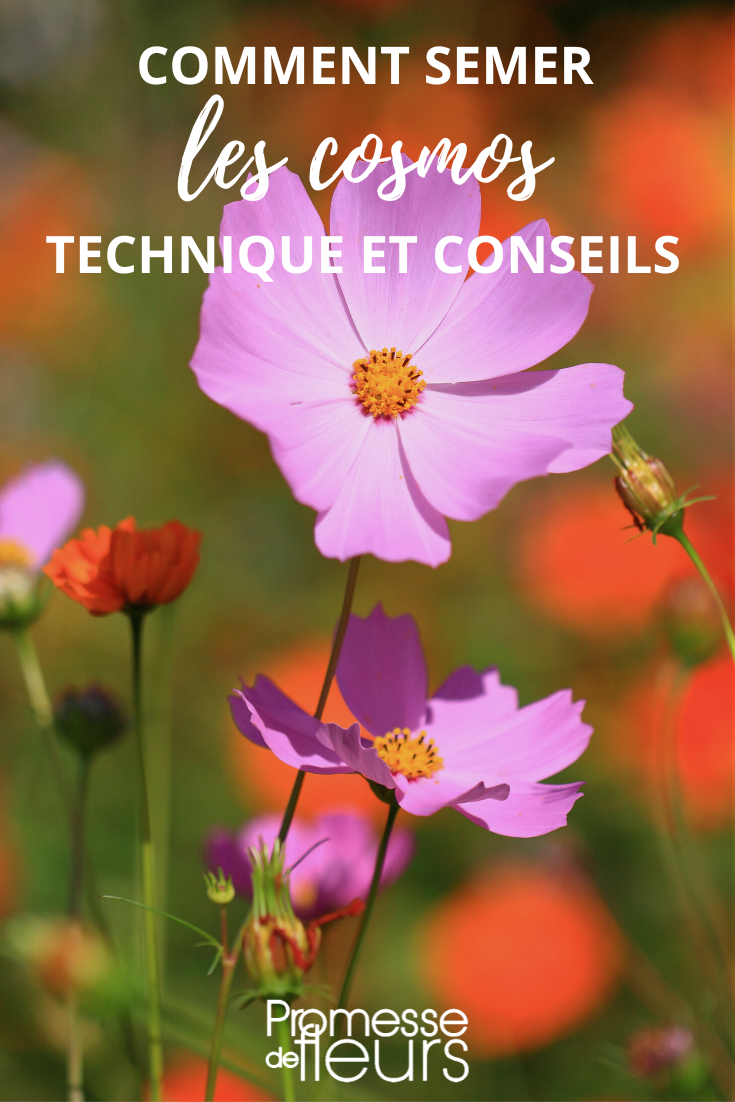 Sowing Cosmos