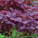 Choosing a Cotinus: Buying Guide