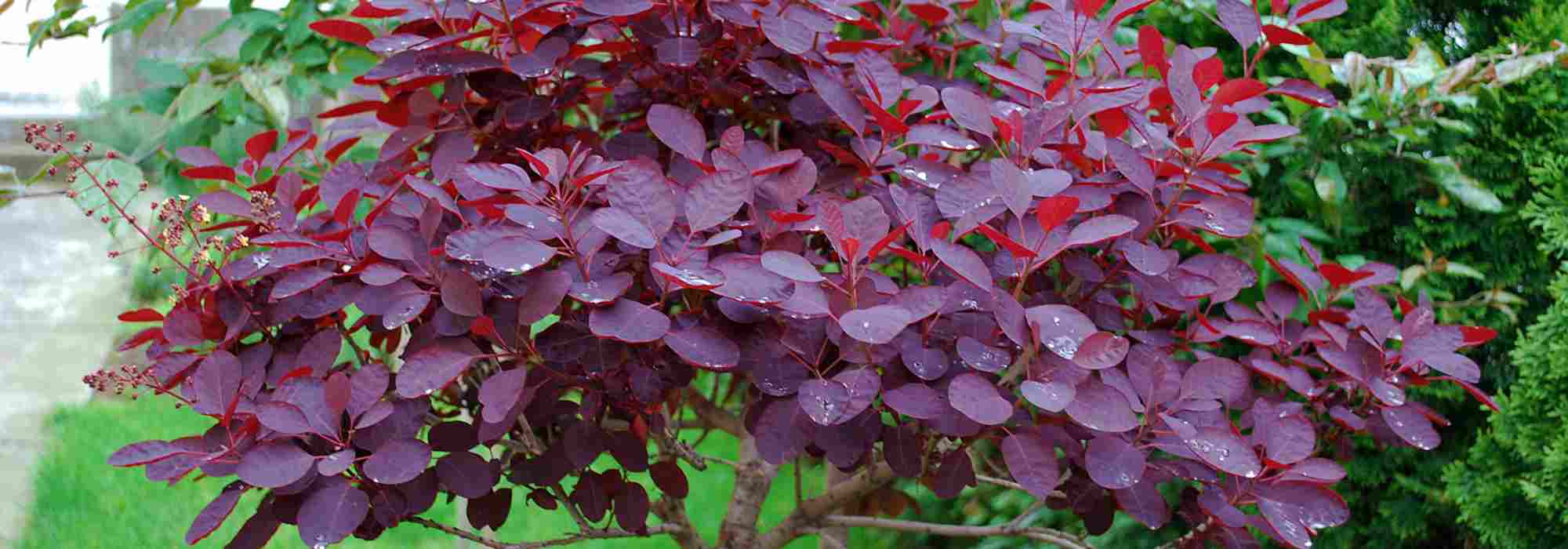 Choosing a Cotinus: Buying Guide