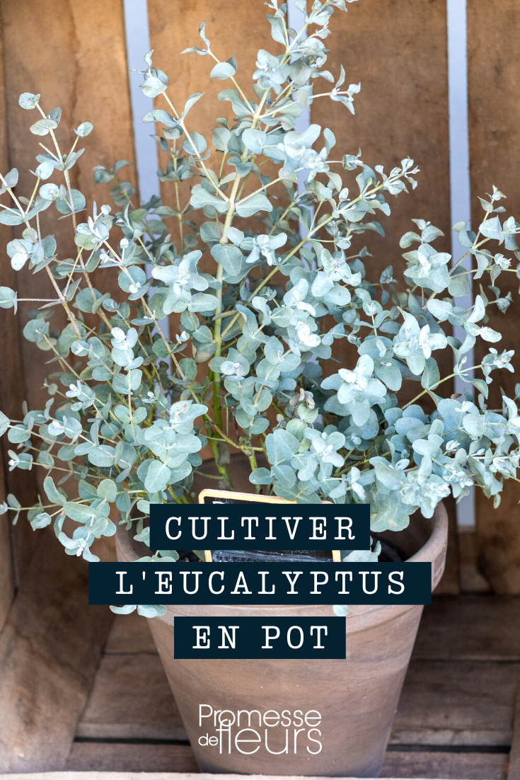 [eucalyptus container="pot" or "trough"]