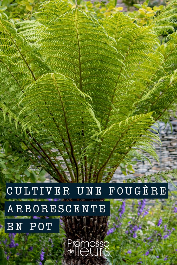 Growing a tree fern in a pot Cultivate Dicksonia, tree fern in a pot or container.