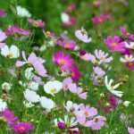 How to sow cosmos

Cosmos are easy-to-grow, long-flowering annuals (Cosmos bipinnatus, Cosmos sulphureus) ideal for borders, beds and pollinator-friendly gardens. Follow these steps for reliable results.

When to sow
- Sow under cover: 4–6 weeks before last expected frost.
- Sow outdoors: after all risk of frost has passed and soil has warmed.
- In mild climates: sow in autumn for early spring display.
- For continuous flowering: sow every 2–3 weeks until early summer.

Seed preparation and soil
- No special pre-treatment required; seeds can be sown dry.
- Choose well-drained, moderately fertile soil. Cosmos prefer lean to average soil; very rich soil encourages floppy growth.
- Position: full sun for best flowering.

How to sow
- Surface-sow or cover very lightly: press seeds into soil or cover with about 2–5 mm of compost or soil.
- Spacing: thin/plant out to 20–30 cm (8–12 in) for tall C. bipinnatus; 10–15 cm (4–6 in) for compact C. sulphureus.
- Germination: 7–21 days at around 18–24 °C; keep soil just moist until seedlings establish.

Practical care
- Watering: keep moist while seedlings establish, then water sparingly—cosmos tolerate drought and too much water reduces flowering.
- Feeding: little or no fertiliser; a light low-nitrogen feed encourages blooms without excessive foliage.
- Pinching: optional. Pinch growing tips when plants reach about 10–15 cm to encourage bushiness and more flowers, but note pinching delays first blooms slightly.
- Support: stake taller varieties in exposed sites to prevent flopping.

Maintenance and problems
- Deadhead spent flowers regularly to prolong bloom period.
- Pests/diseases: generally trouble-free. Watch for slugs on young seedlings and powdery mildew in humid, overcrowded conditions.
- To save seed: let heads dry on plant until brown, then collect seeds and store in a cool dry place.

Quick tips
- Sow directly where plants will flower to avoid root disturbance.
- Use succession sowing for long season of colour.
- Mix varieties for different heights and colours to create natural, airy displays.

With minimal attention, cosmos will reward garden with abundant, long-lasting flowers attractive to bees and butterflies.