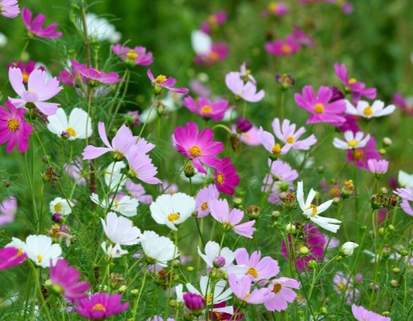 How to sow cosmos

Cosmos are easy-to-grow, long-flowering annuals (Cosmos bipinnatus, Cosmos sulphureus) ideal for borders, beds and pollinator-friendly gardens. Follow these steps for reliable results.

When to sow
- Sow under cover: 4–6 weeks before last expected frost.
- Sow outdoors: after all risk of frost has passed and soil has warmed.
- In mild climates: sow in autumn for early spring display.
- For continuous flowering: sow every 2–3 weeks until early summer.

Seed preparation and soil
- No special pre-treatment required; seeds can be sown dry.
- Choose well-drained, moderately fertile soil. Cosmos prefer lean to average soil; very rich soil encourages floppy growth.
- Position: full sun for best flowering.

How to sow
- Surface-sow or cover very lightly: press seeds into soil or cover with about 2–5 mm of compost or soil.
- Spacing: thin/plant out to 20–30 cm (8–12 in) for tall C. bipinnatus; 10–15 cm (4–6 in) for compact C. sulphureus.
- Germination: 7–21 days at around 18–24 °C; keep soil just moist until seedlings establish.

Practical care
- Watering: keep moist while seedlings establish, then water sparingly—cosmos tolerate drought and too much water reduces flowering.
- Feeding: little or no fertiliser; a light low-nitrogen feed encourages blooms without excessive foliage.
- Pinching: optional. Pinch growing tips when plants reach about 10–15 cm to encourage bushiness and more flowers, but note pinching delays first blooms slightly.
- Support: stake taller varieties in exposed sites to prevent flopping.

Maintenance and problems
- Deadhead spent flowers regularly to prolong bloom period.
- Pests/diseases: generally trouble-free. Watch for slugs on young seedlings and powdery mildew in humid, overcrowded conditions.
- To save seed: let heads dry on plant until brown, then collect seeds and store in a cool dry place.

Quick tips
- Sow directly where plants will flower to avoid root disturbance.
- Use succession sowing for long season of colour.
- Mix varieties for different heights and colours to create natural, airy displays.

With minimal attention, cosmos will reward garden with abundant, long-lasting flowers attractive to bees and butterflies.