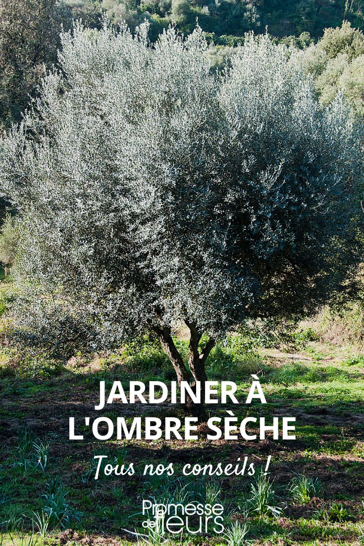 Gardening in dry shade Planting in dry shade, planting under a tree, dry shade plants