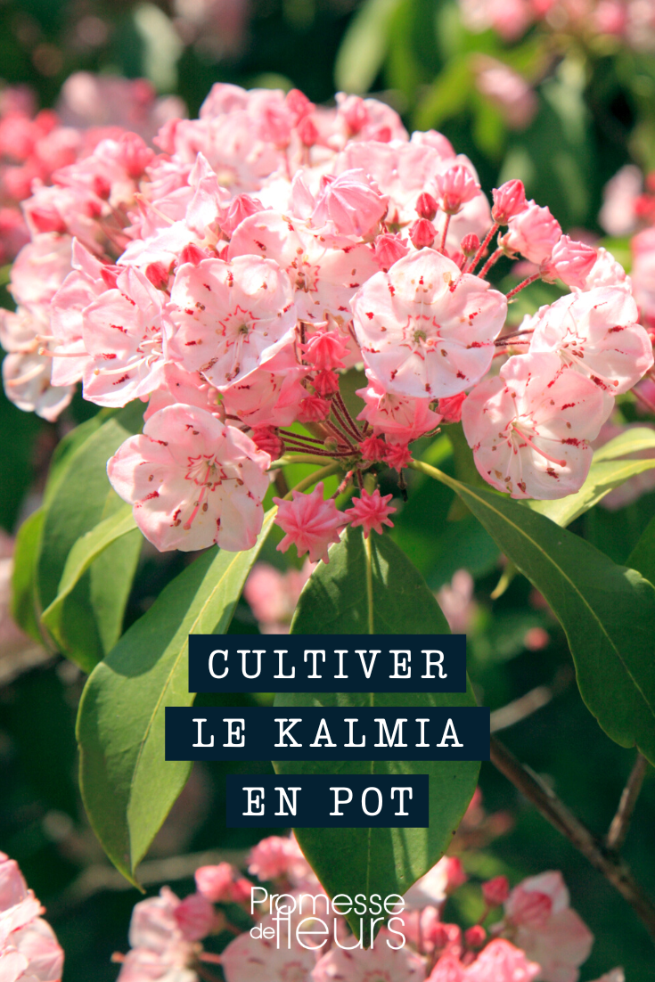 [Kalmia in a pot]