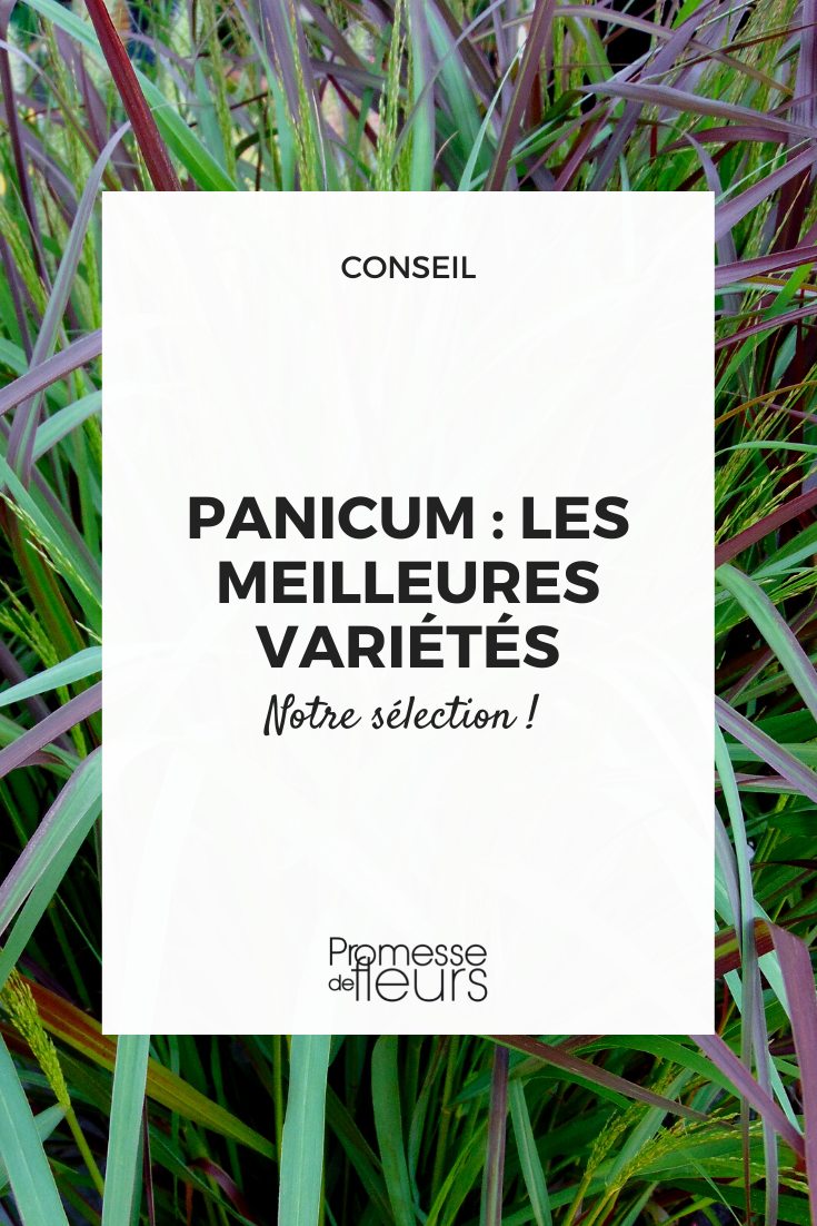 [Panicum selection=""]