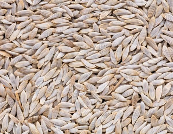 How to harvest your lettuce and salad seeds