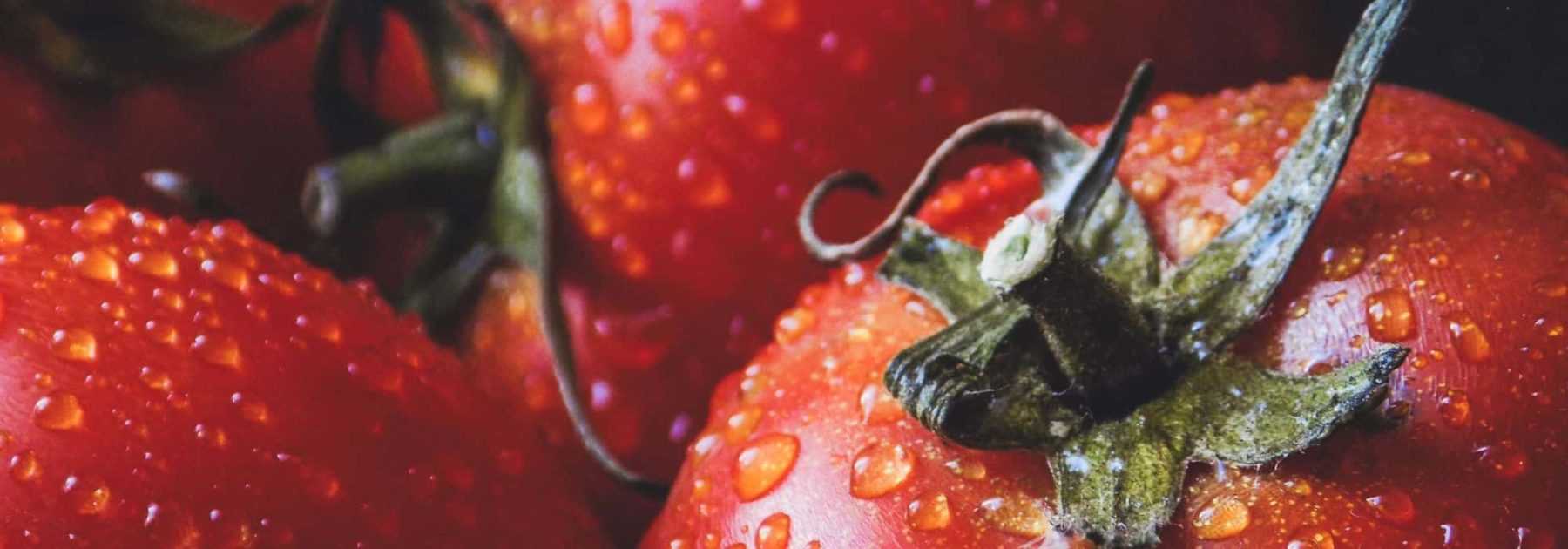 Tomatoes: sowing, planting, care and harvest