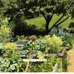 Companion planting: what is it? How to do it?