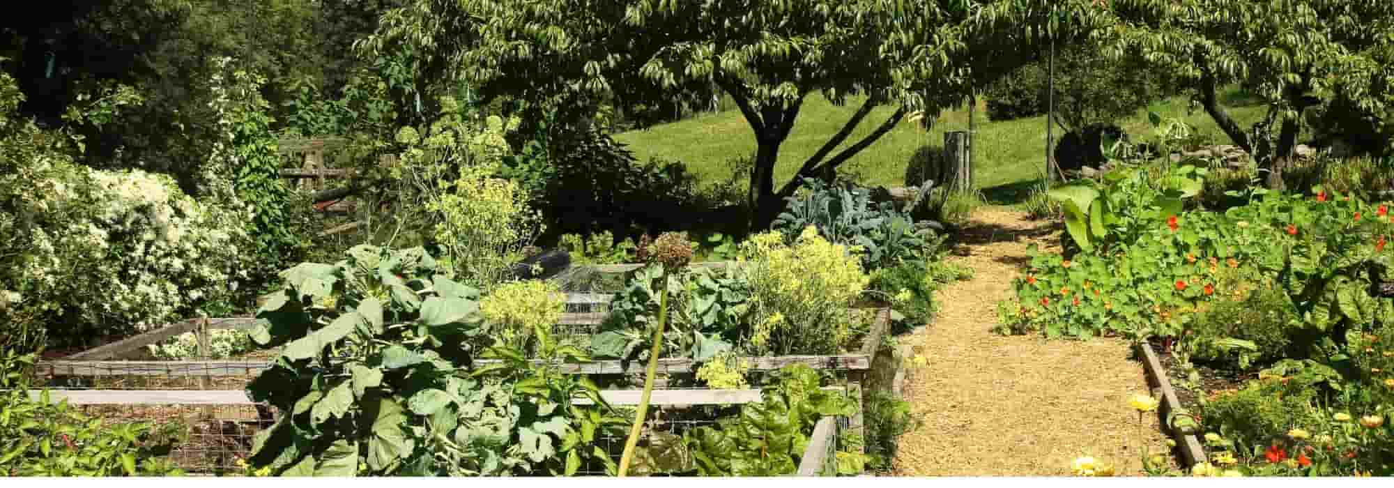 Companion planting: what is it? How to do it?