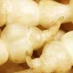 Chinese Artichoke: Sowing, Growing and Harvesting
